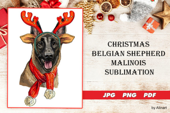 Christmas Belgian Shepherd Sublimation Illustrations
